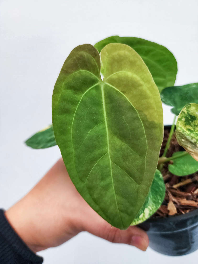 Anthurium Variegated Papillilaminum 88 x Ace of Spades (SKG)