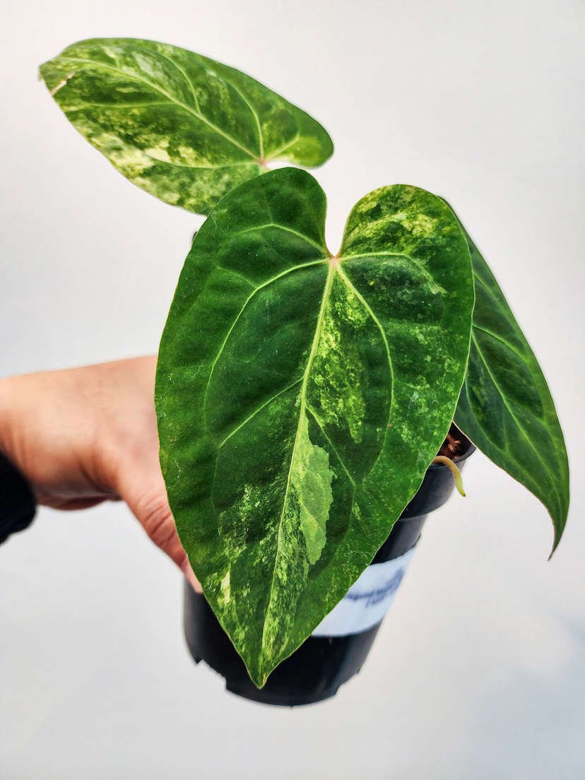 Anthurium Variegated Magna x Fort Sherman