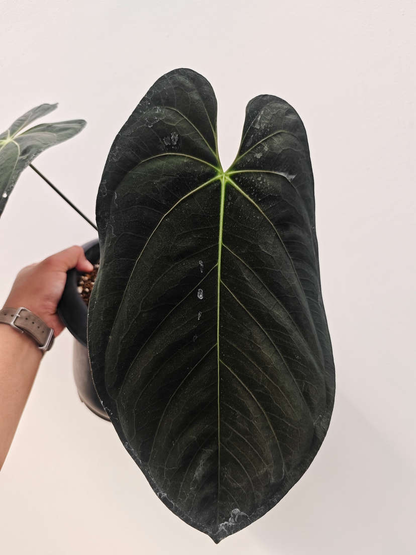 Anthurium Goliath Clone