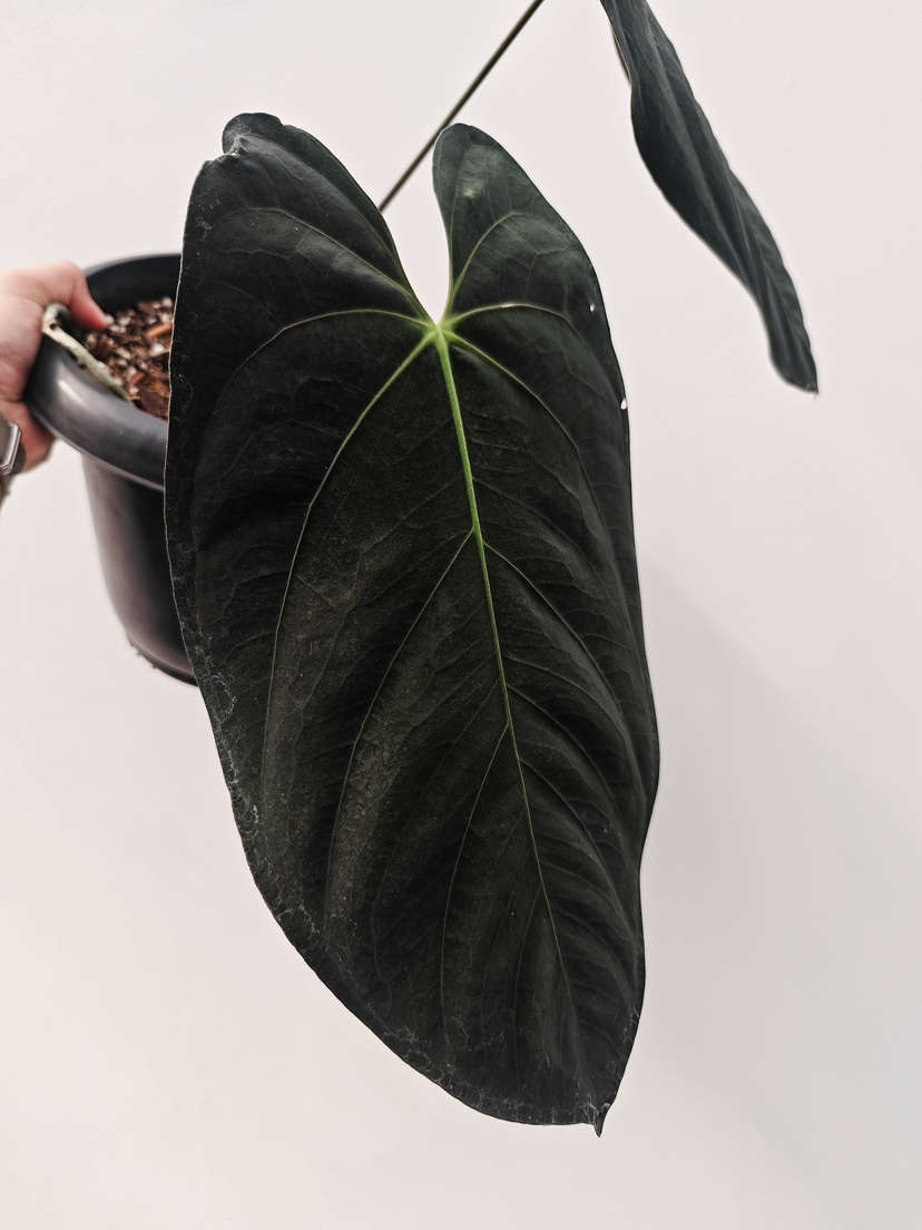 Anthurium Goliath Clone