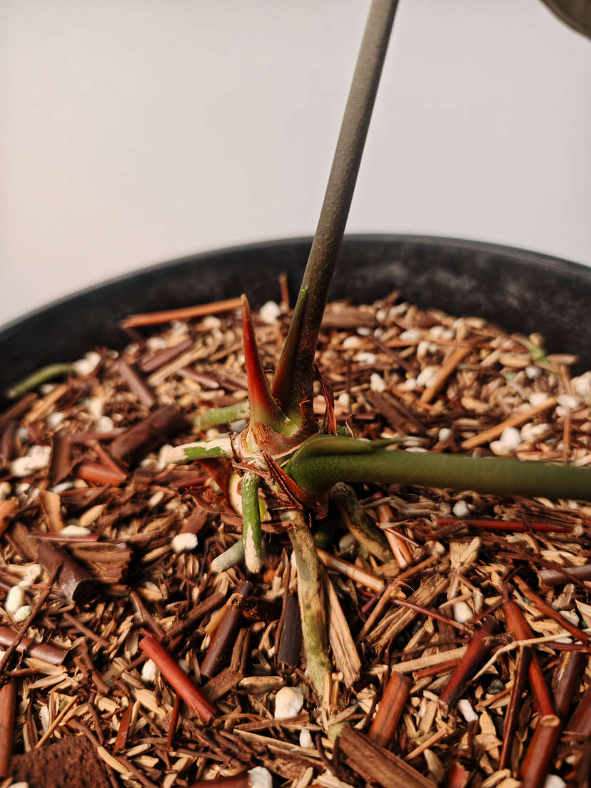 Anthurium Goliath Clone