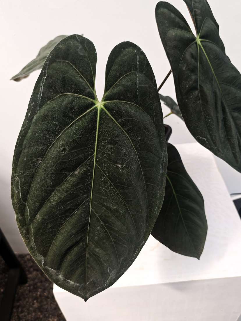 Anthurium Goliath Clone