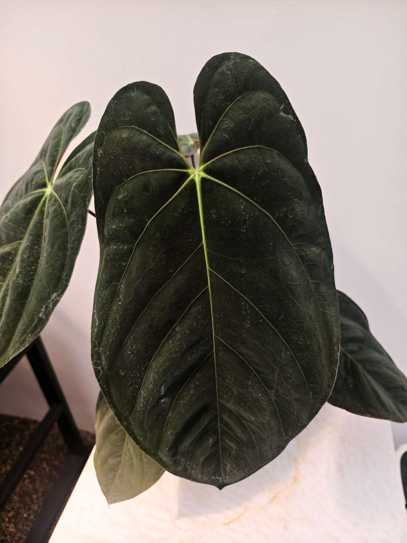 Anthurium Goliath Clone