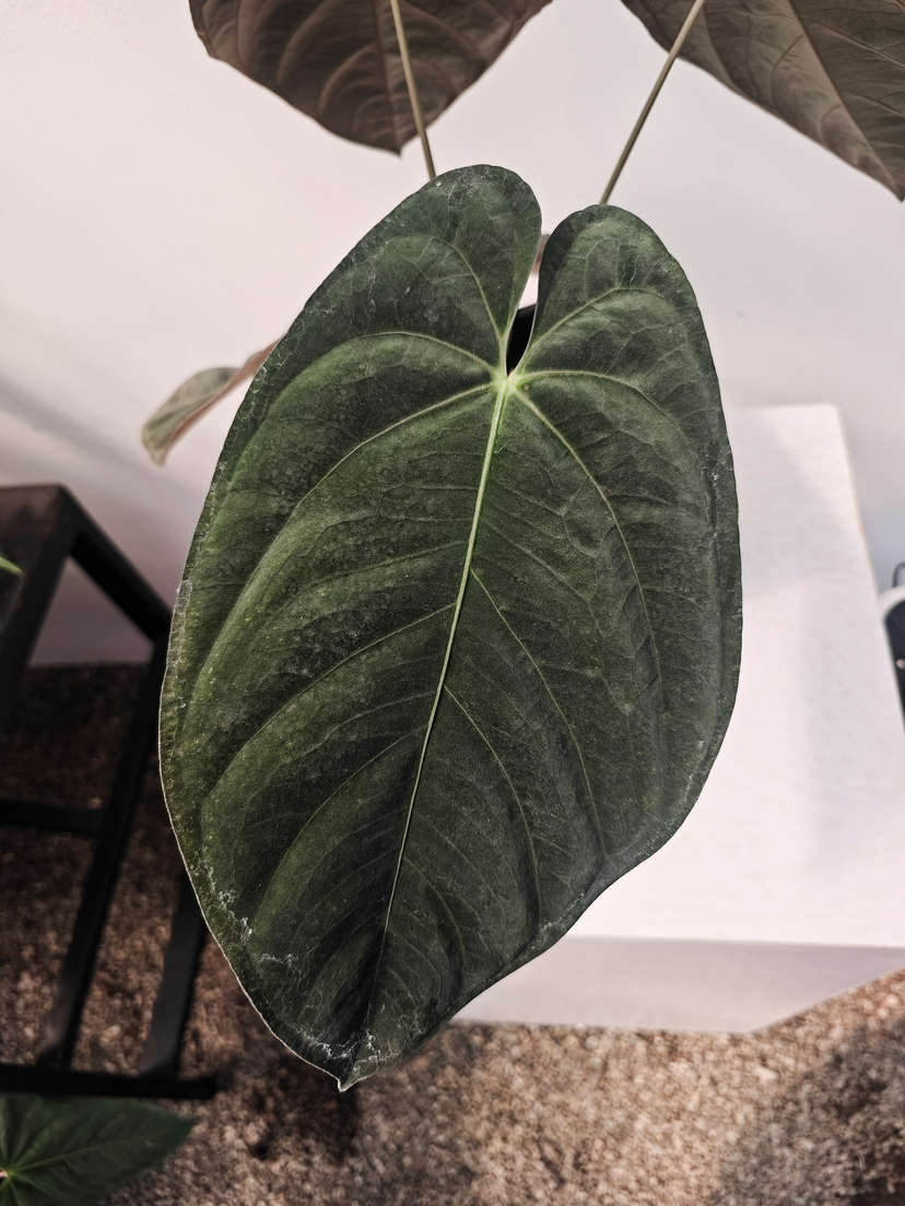 Anthurium Goliath Clone