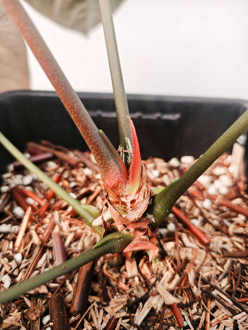 Anthurium Goliath Clone
