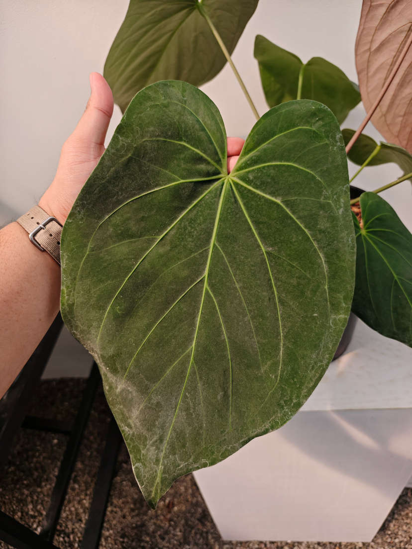 Anthurium HU/King of Spades x Papillilaminum