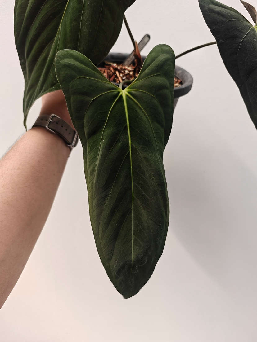 Anthurium Fort Sherman Clone