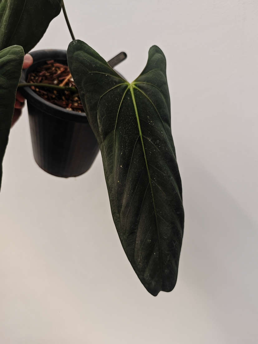 Anthurium Fort Sherman Clone