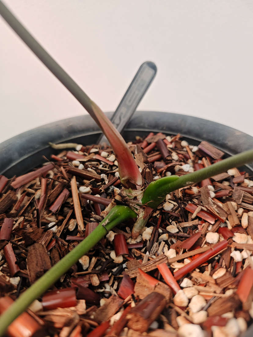 Anthurium Fort Sherman Clone