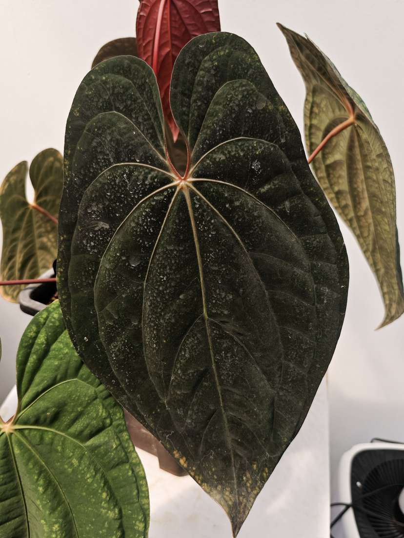Anthurium Red Vein Dark Phoenix