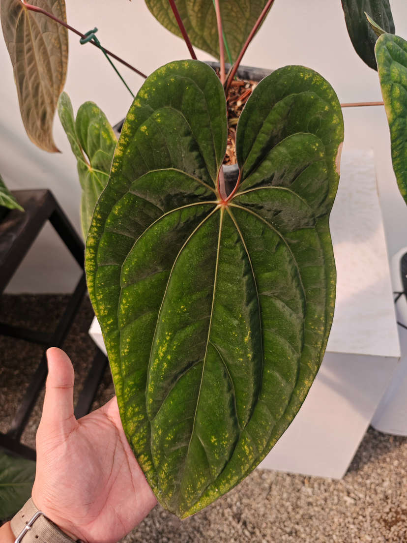 Anthurium Red Vein Dark Phoenix