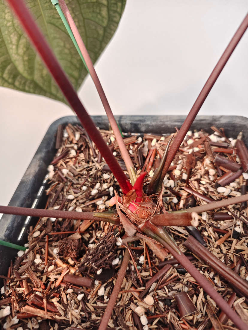 Anthurium Red Vein Dark Phoenix