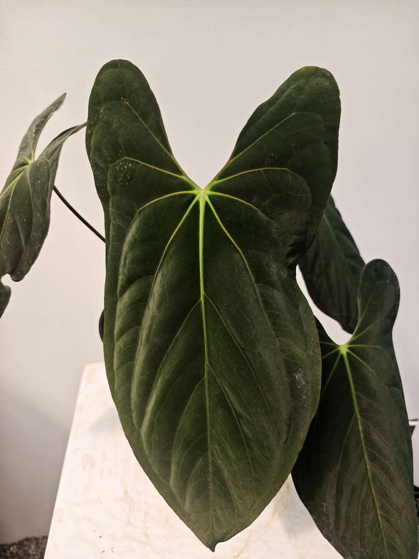 Anthurium Fort Sherman Clone