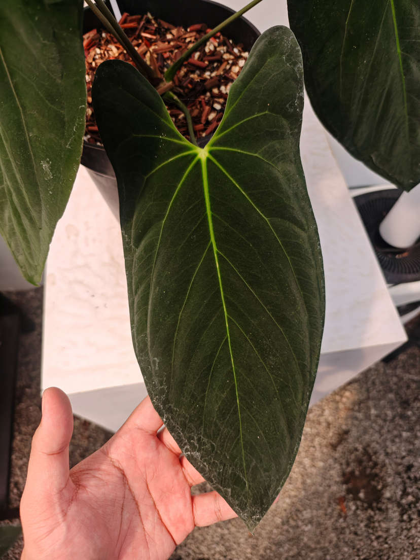 Anthurium Fort Sherman Clone