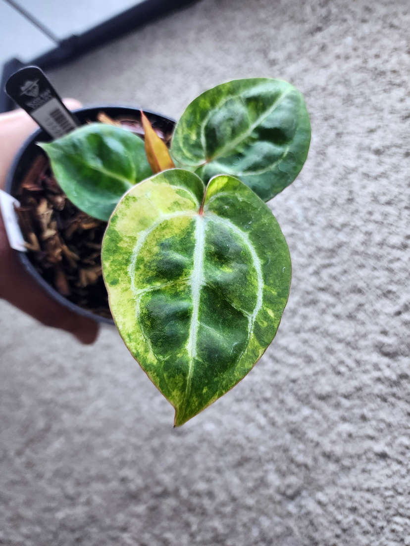 Anthurium Variegated Dorayaki x Red Crystallinum