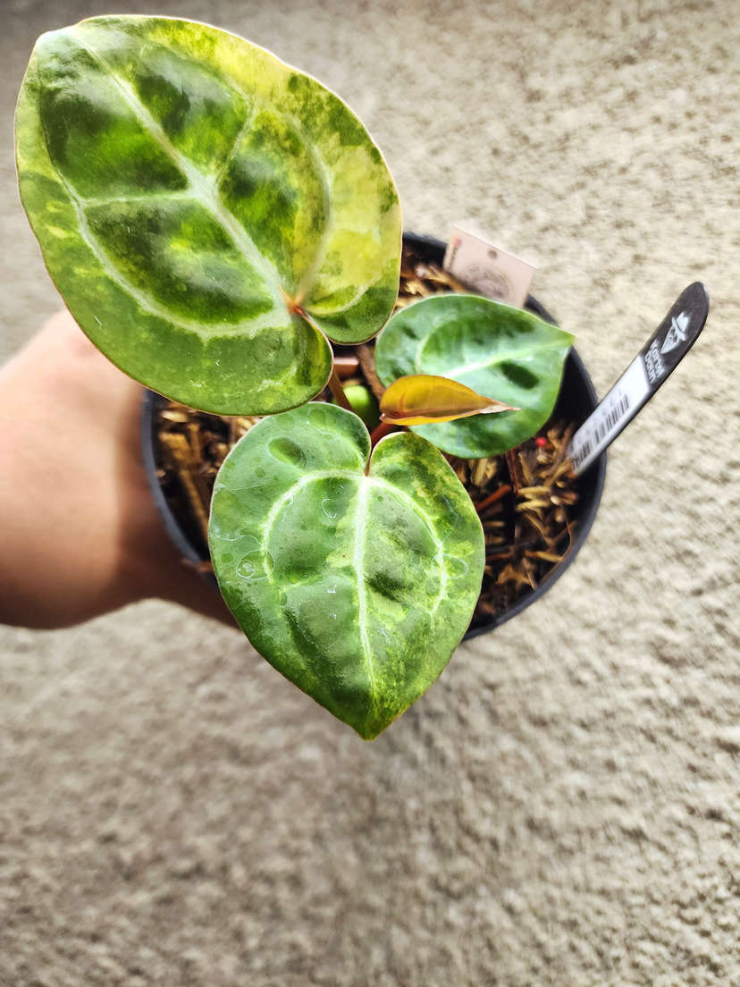 Anthurium Variegated Dorayaki x Red Crystallinum