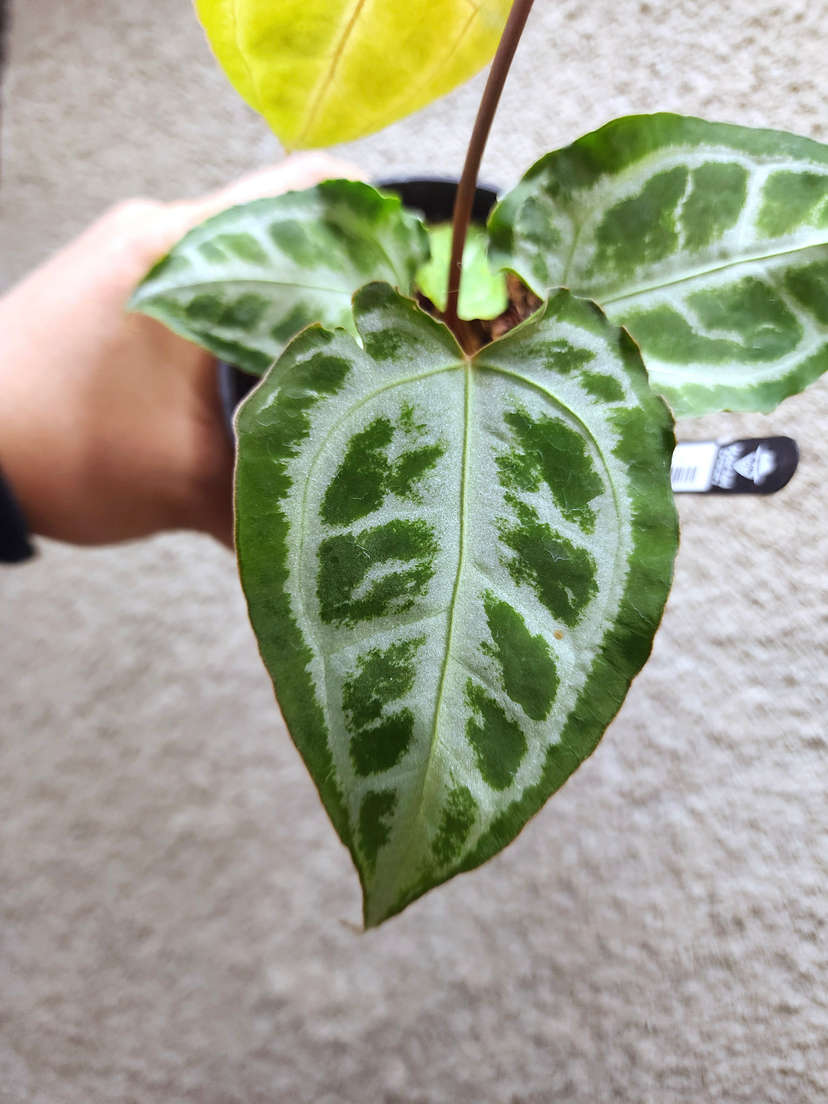 Anthurium Muchlis x Red Crystallinum