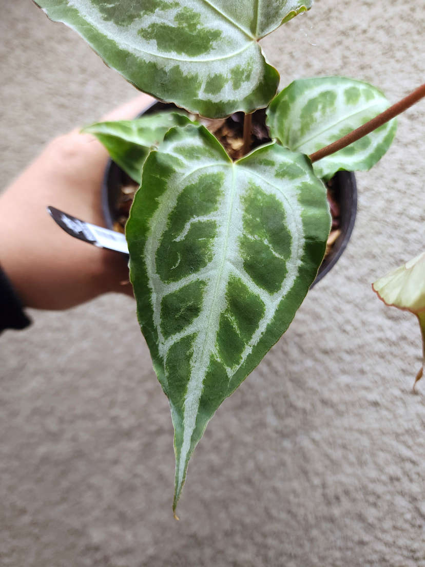 Anthurium Muchlis x Red Crystallinum