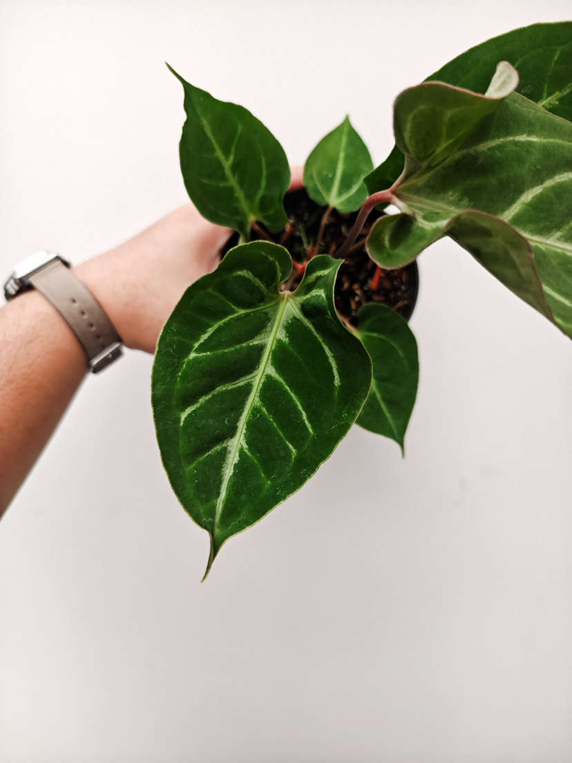 Anthurium Muchlis x Red Crystallinum