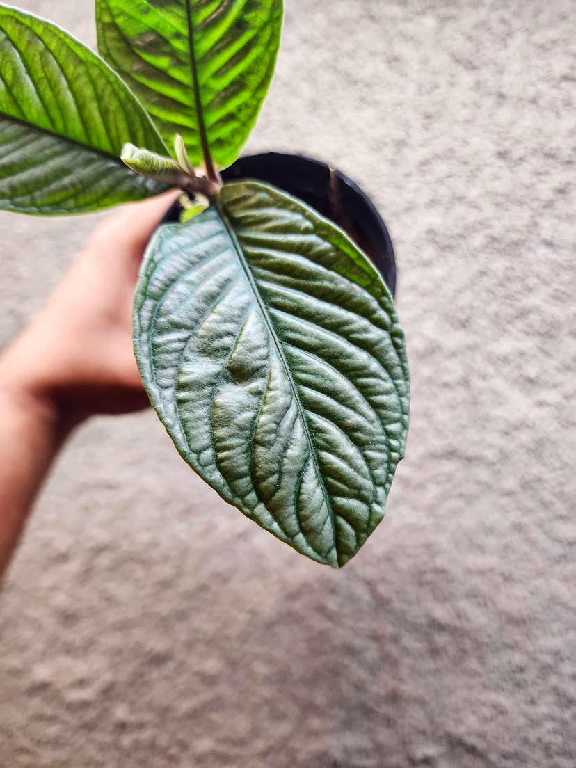 Labisia sp. Vietnam Corrugated Platinum