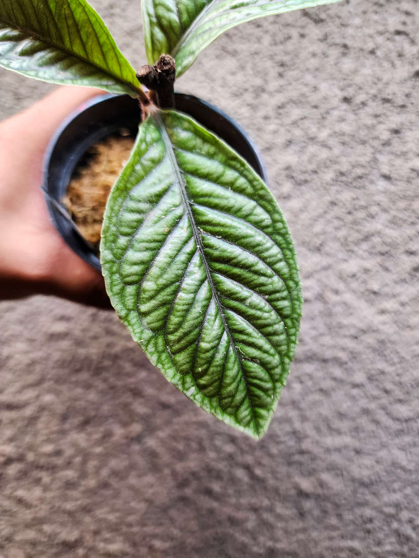 Labisia sp. Vietnam Corrugated Platinum
