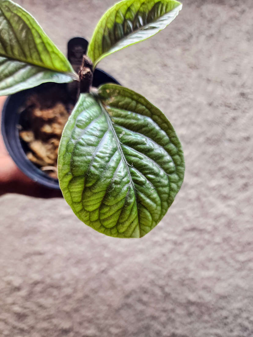 Labisia sp. Vietnam Corrugated Platinum