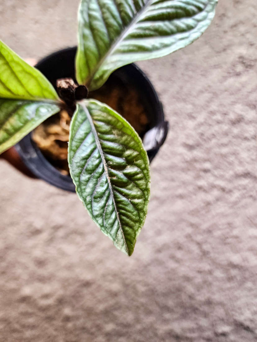 Labisia sp. Vietnam Corrugated Platinum