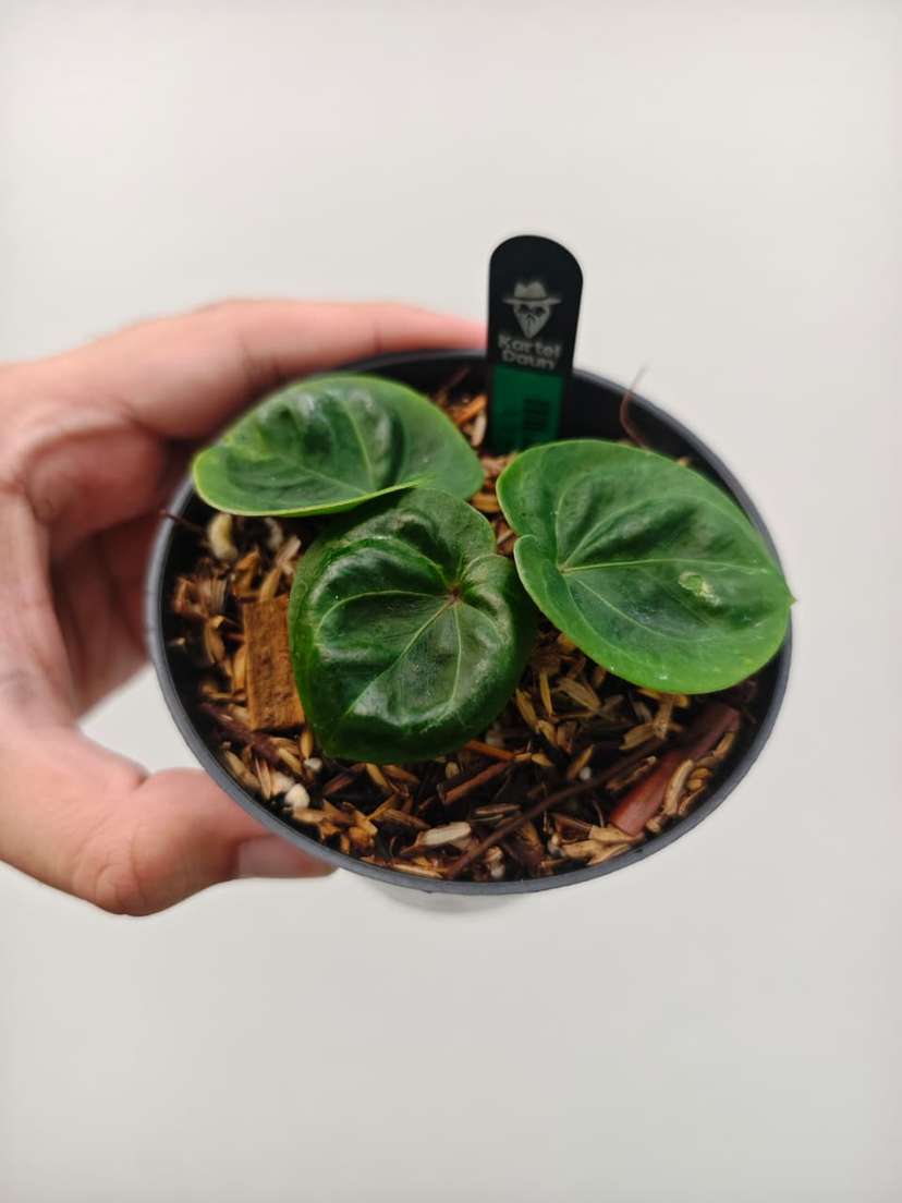 Anthurium HU/King of Spades 'Turtle-Back' Clone