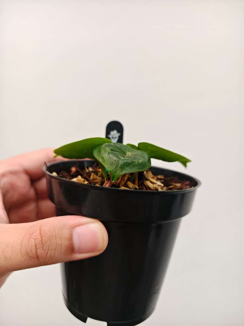 Anthurium HU/King of Spades 'Turtle-Back' Clone