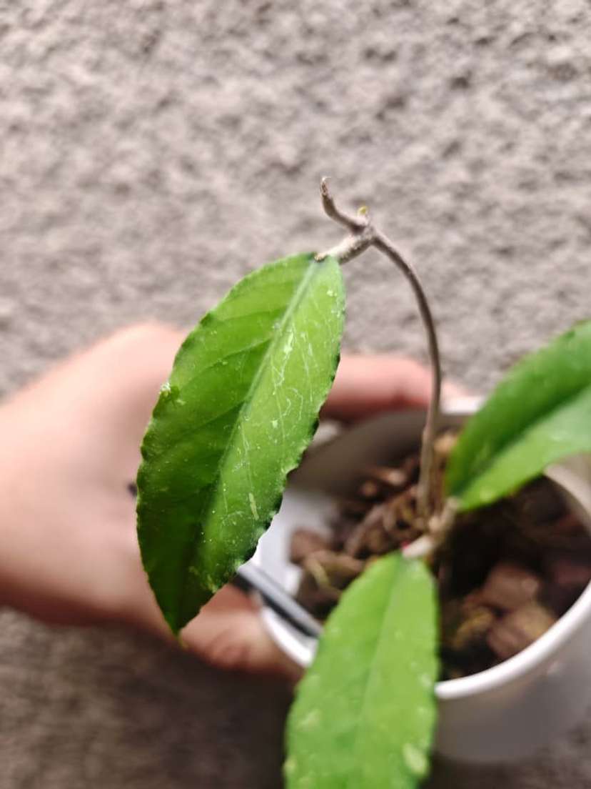 Hoya sp. Aceh 'Burjerango'