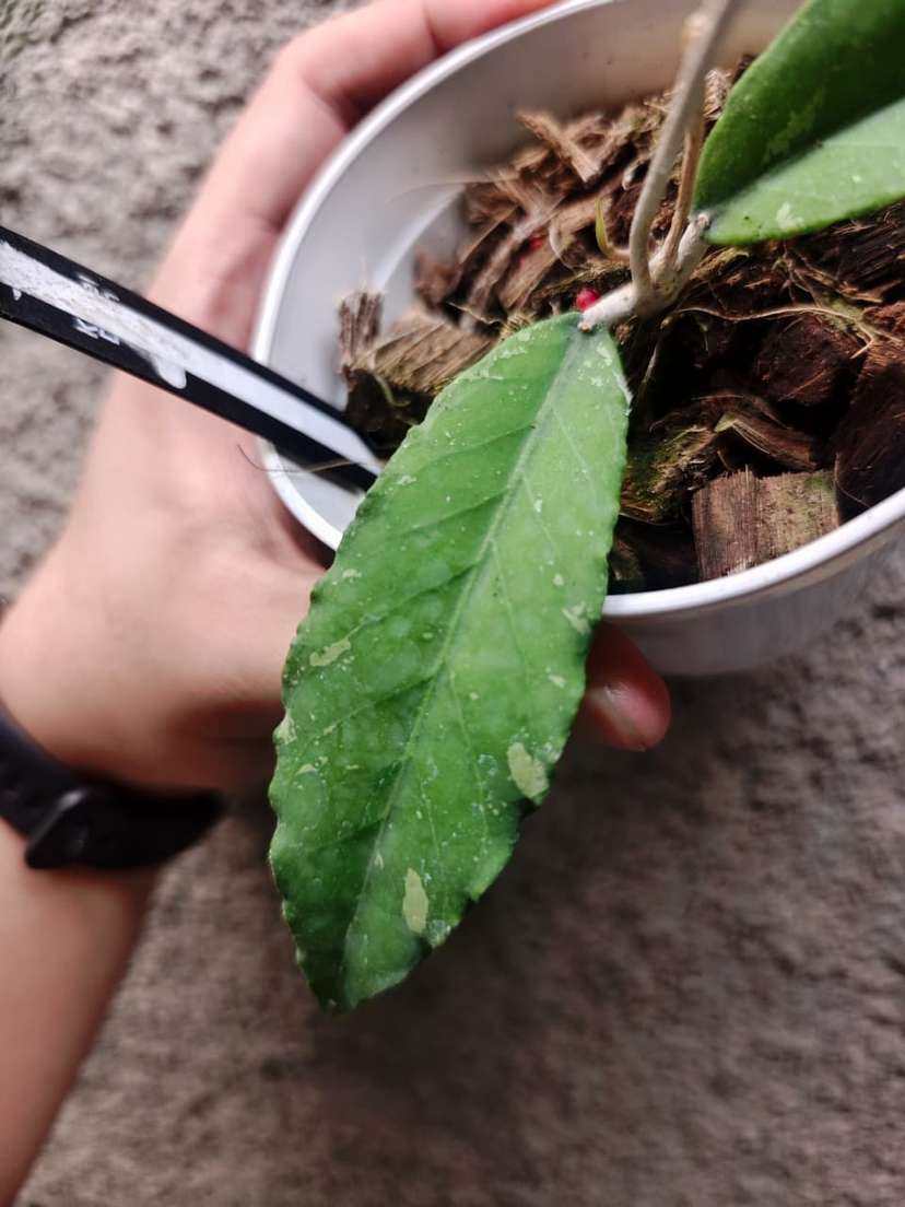 Hoya sp. Aceh 'Burjerango'