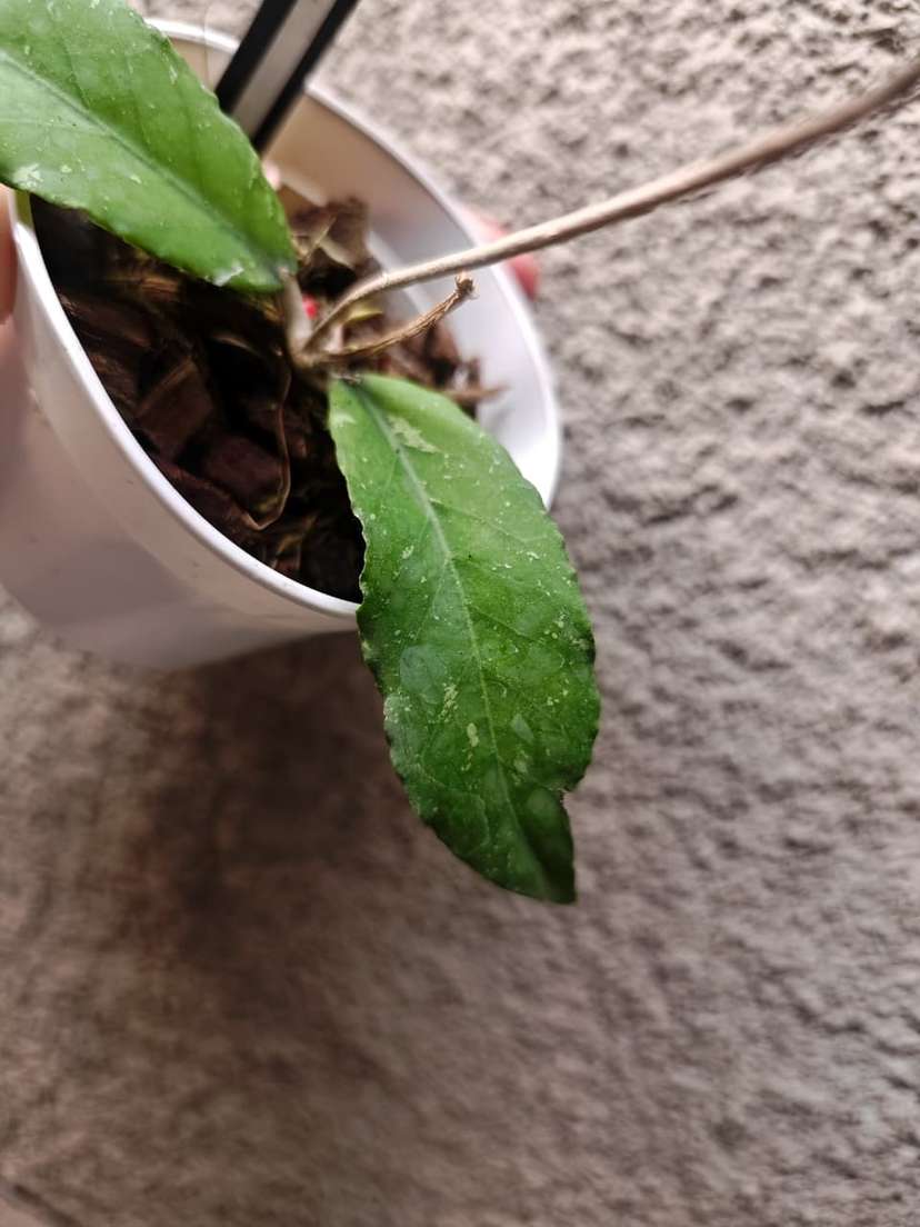 Hoya sp. Aceh 'Burjerango'
