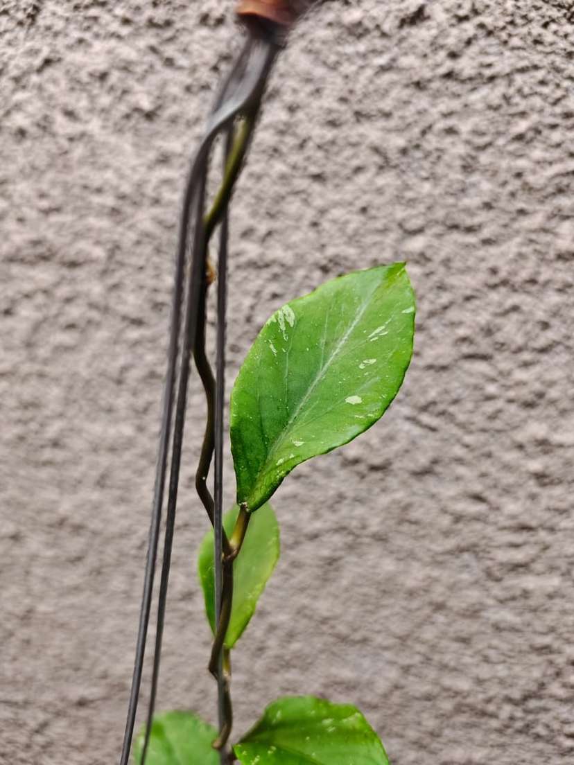 Hoya sp. Aceh 'Manohara'