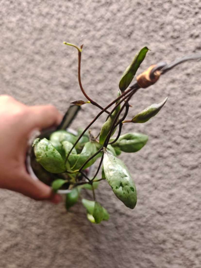 Hoya Lacunosa 'Sulcata Black Bone'