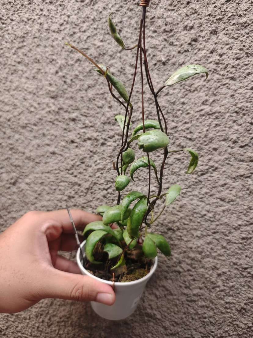Hoya Lacunosa 'Sulcata Black Bone'