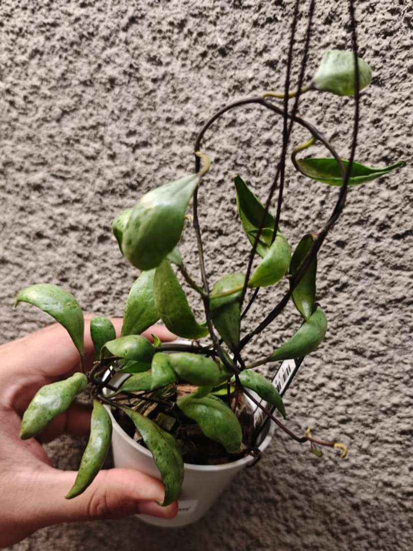 Hoya Lacunosa 'Sulcata Black Bone'
