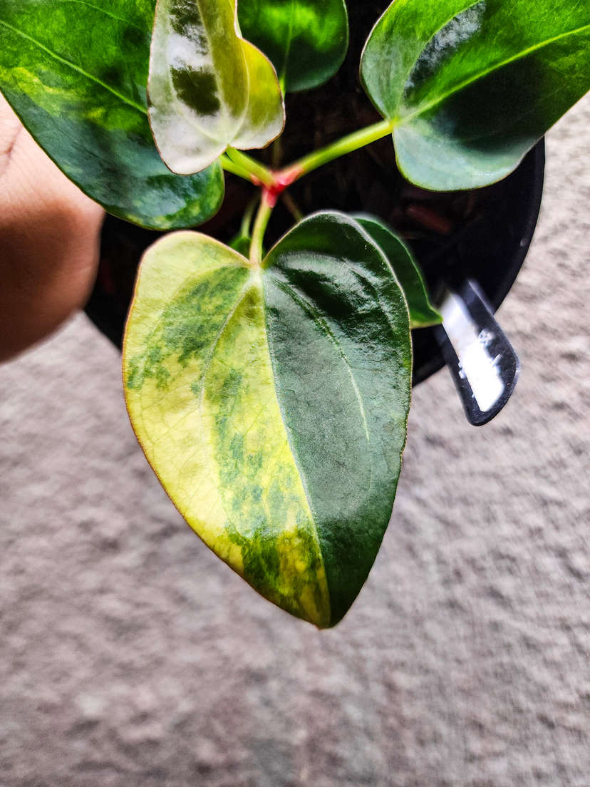 Anthurium Variegated Papillilaminum x Michelle