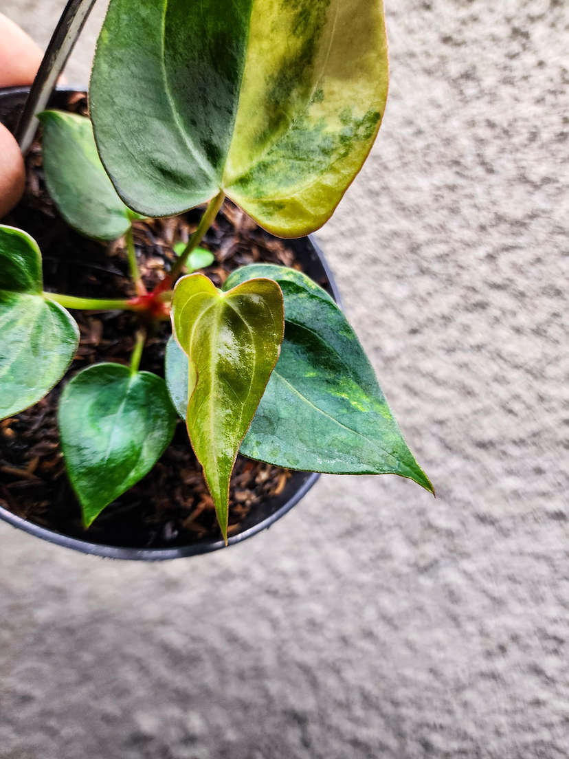 Anthurium Variegated Papillilaminum x Michelle