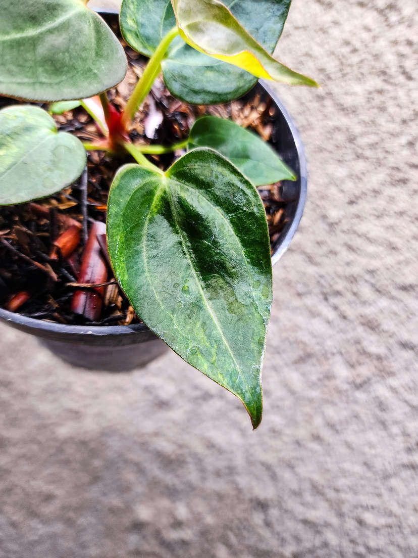 Anthurium Variegated Papillilaminum x Michelle