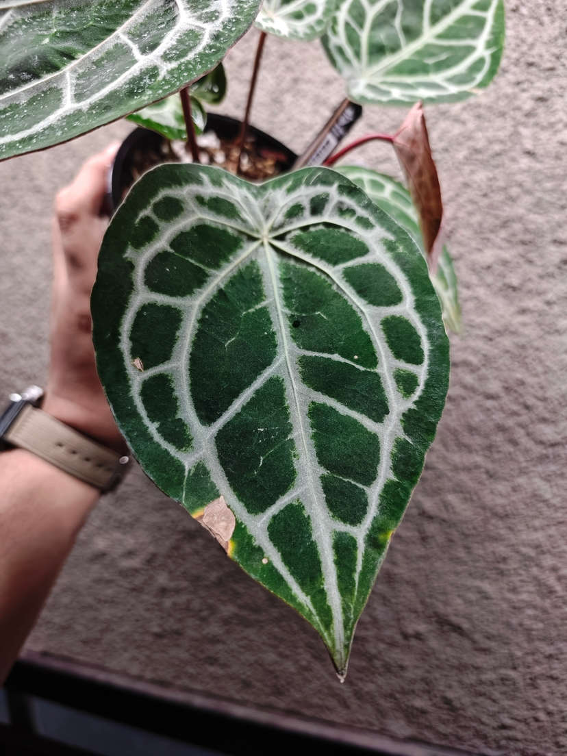 Anthurium Mojang Geulis Closed Sinus (Red Diamond)