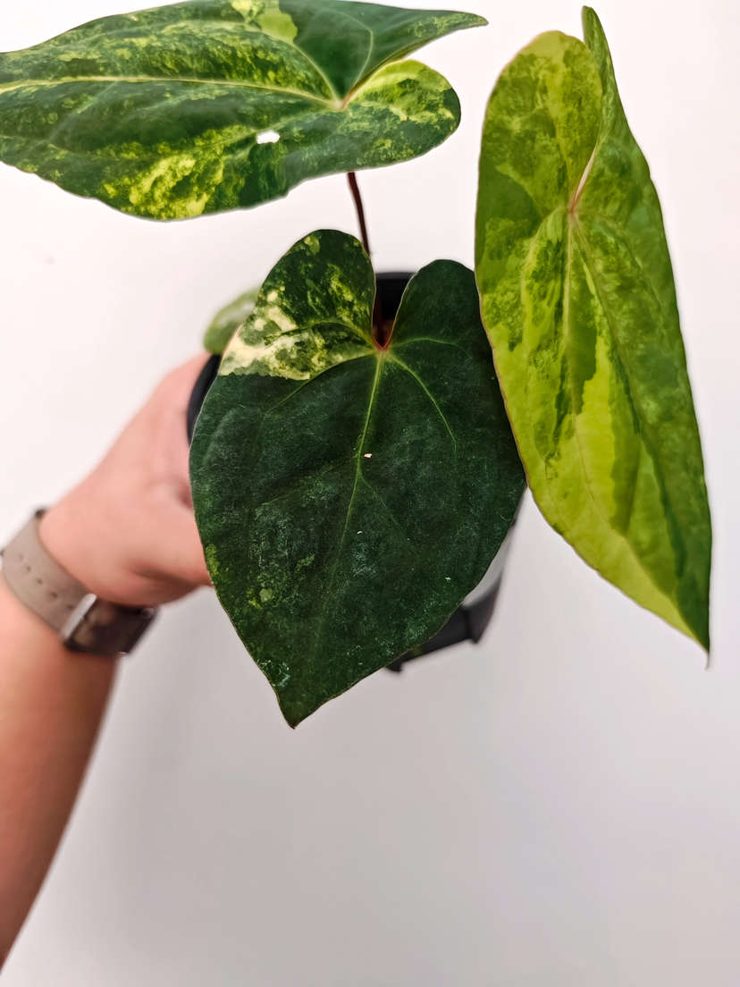 Anthurium Variegated Ace of Spades x Red Vein Dark Phoenix