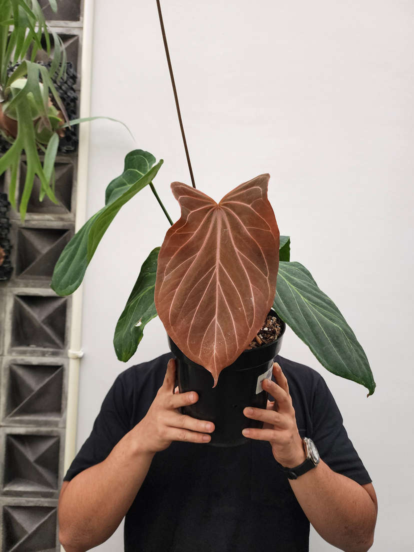 Anthurium HU/King of Spades Butterfly