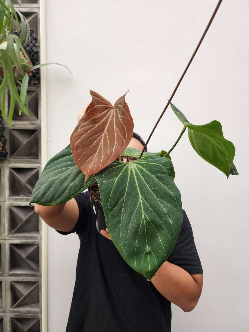 Anthurium HU/King of Spades Butterfly
