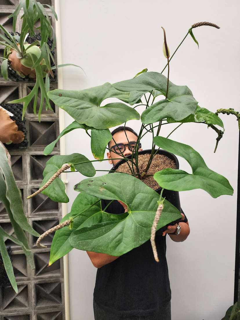 Anthurium Diabloense Clone
