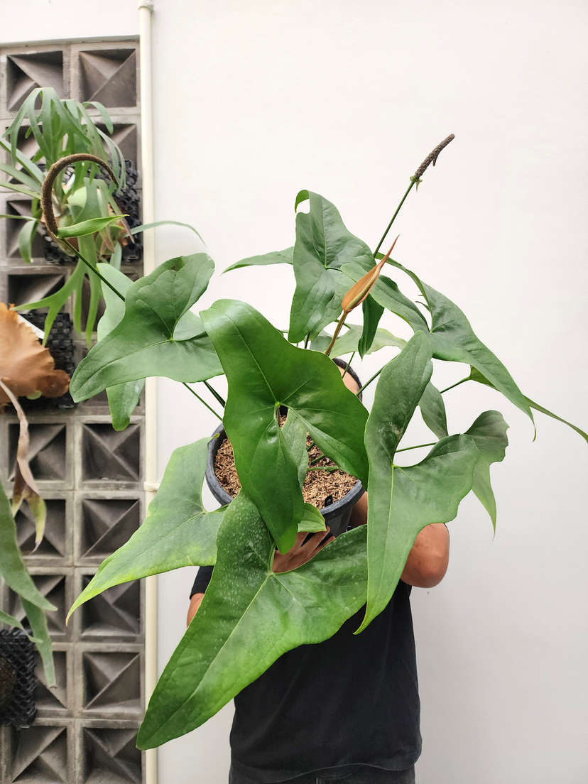 Anthurium Diabloense Clone