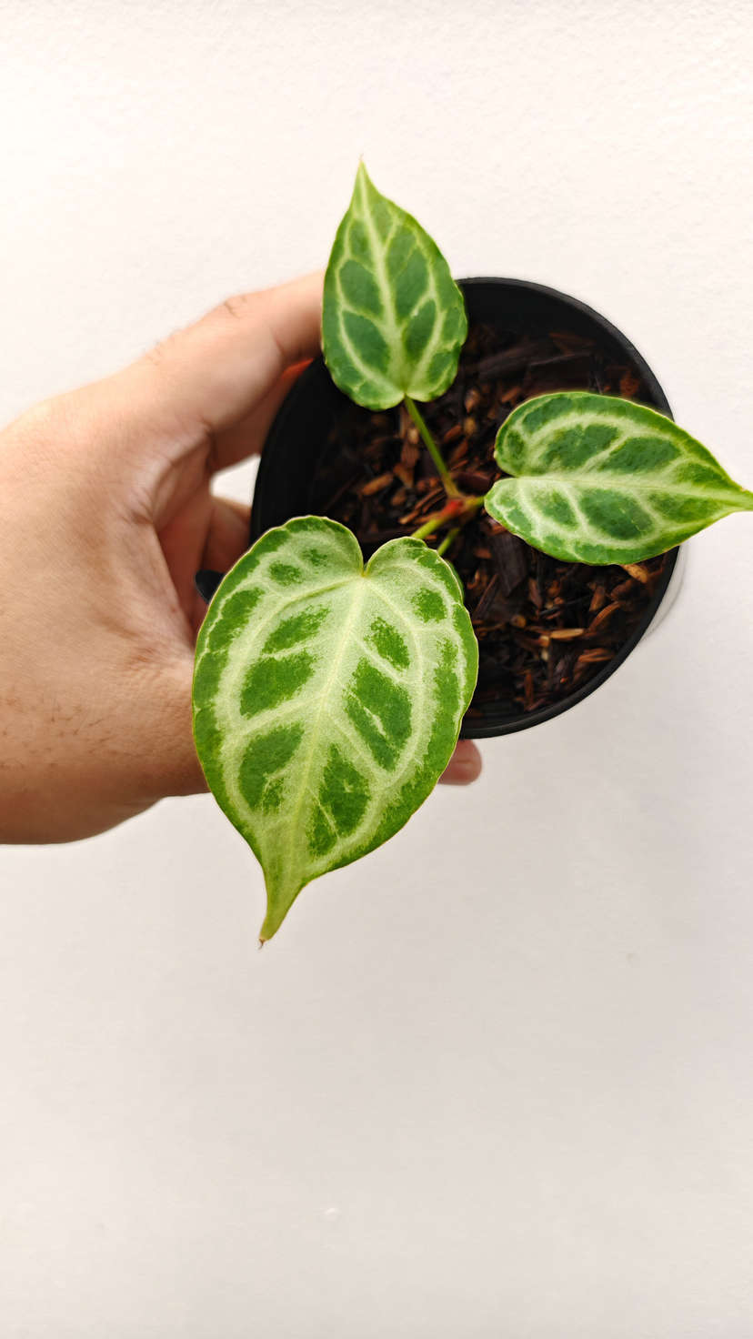 Anthurium Silver Tiger x HURC Round
