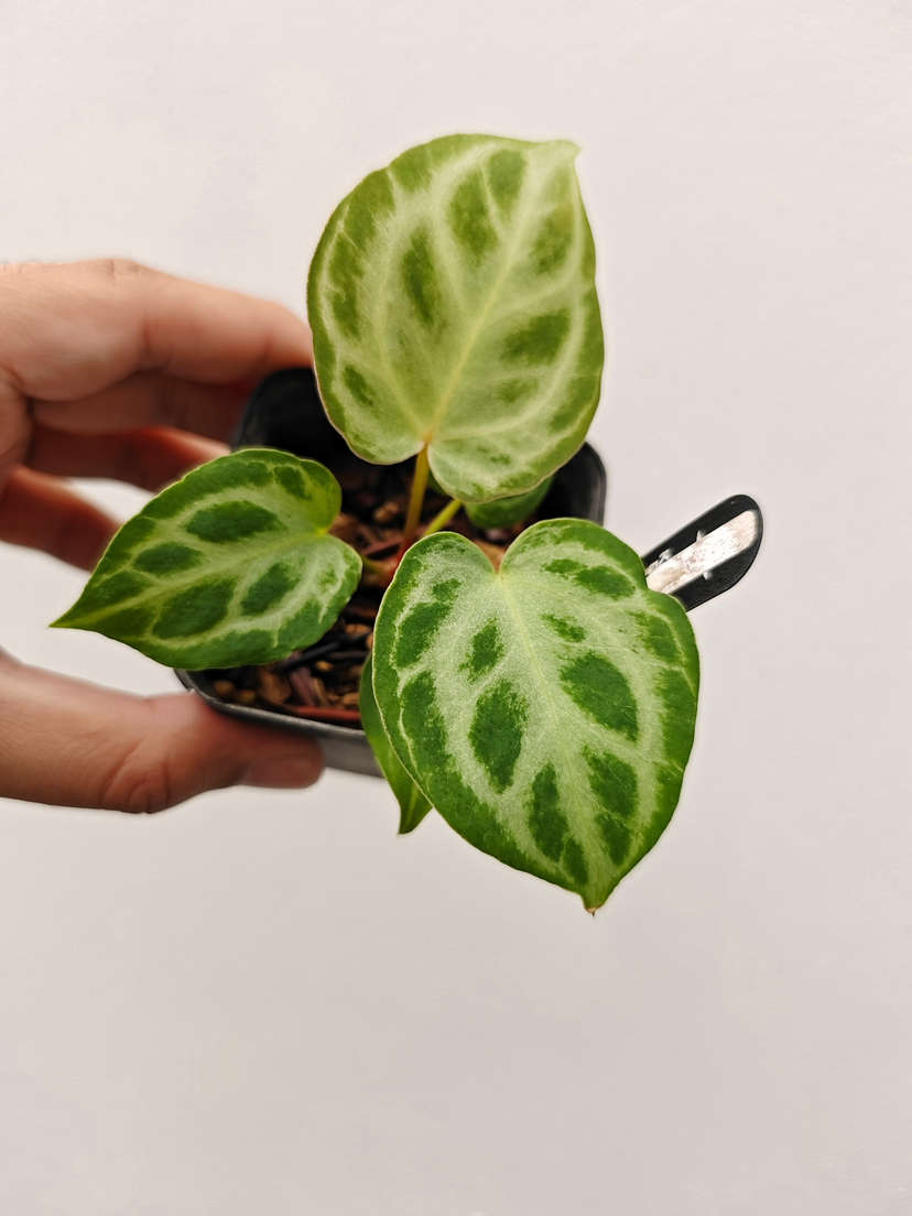 Anthurium Silver Tiger x HURC Round