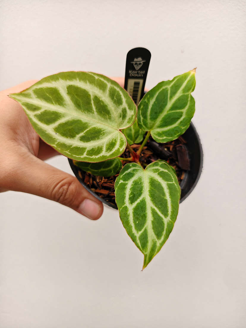 Anthurium Silver Tiger x HURC Round