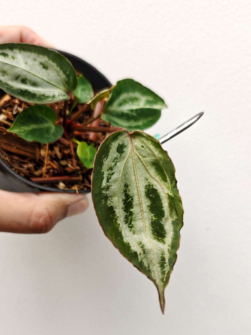 Anthurium Mutated Michelle x (Muchlis x Red Crystallinum)