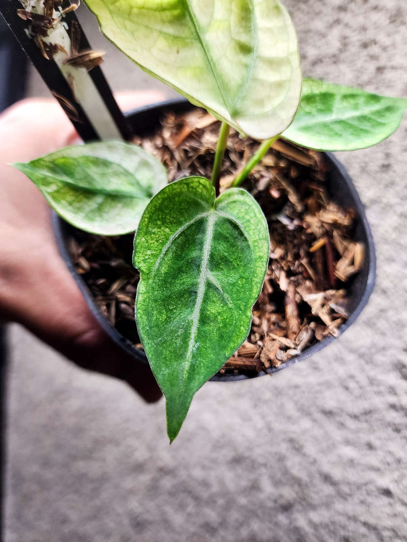 Anthurium Snowy Silver Hope